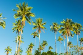 Palm trees against a clear blue sky backdrop