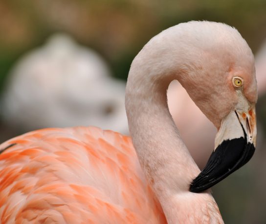 View of an pink flamingo, Santa Barbara Zoo