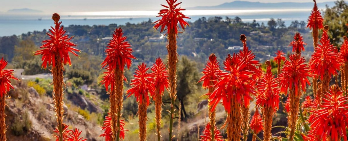 Flowers in Santa Barbara Botanic Garden with coastline in background