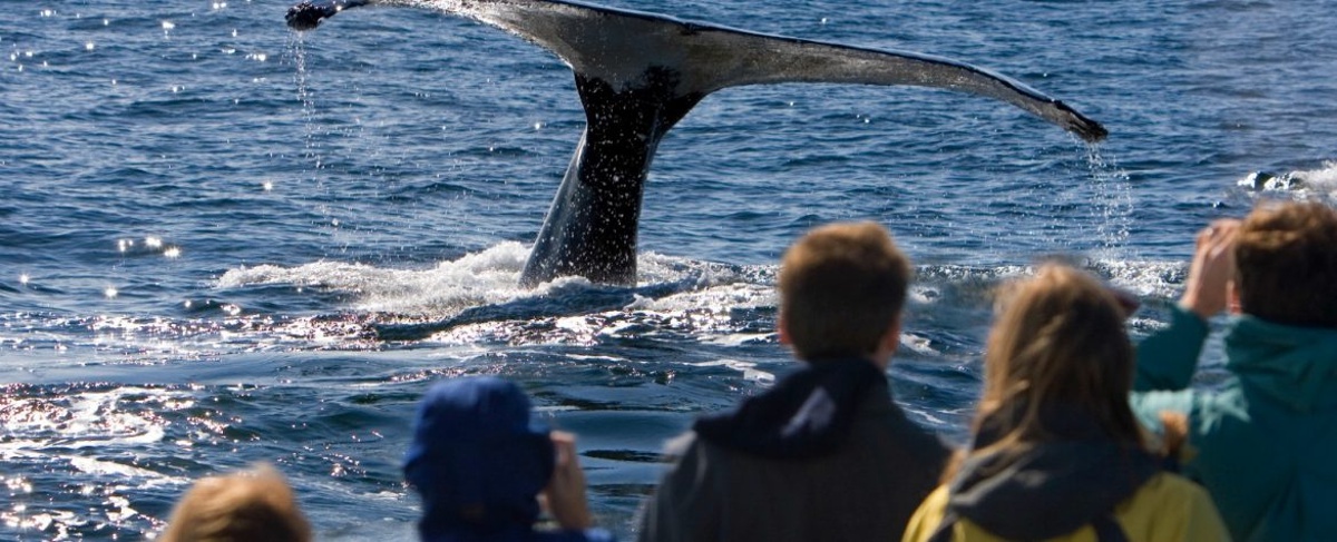 Here's why you must attend the Santa Barbara Whale Festival