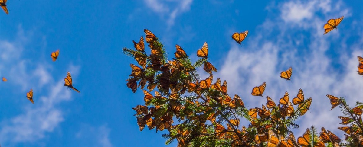 Monarch Butterflies on tree at the Coronado Butterfly Preserve