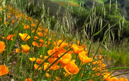 California poppies growing on a green hillside