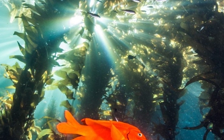 Garibaldi Fish at Catalina Island, Channel Islands CA