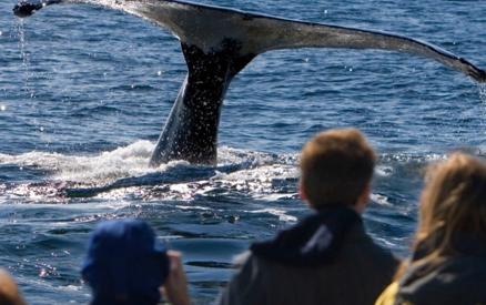 Here's why you must attend the Santa Barbara Whale Festival