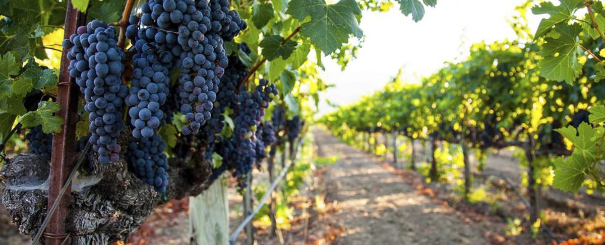 California vineyard with ripe grapes on the vine